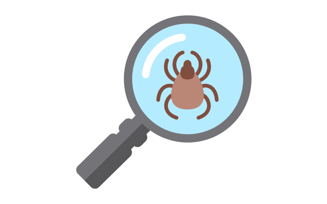 Environ 1/5 des tiques porteurs de la maladie de lyme
