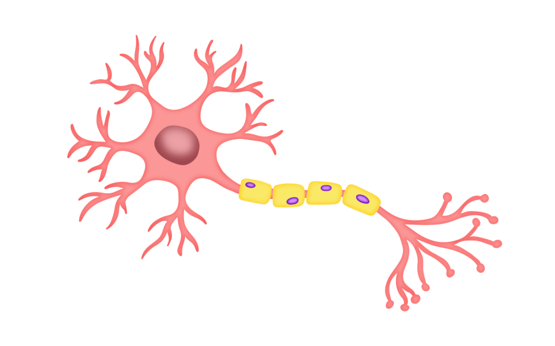 La thérapie cellulaire CAR-T : nouveau vent d’espoir pour la sclérose en plaques